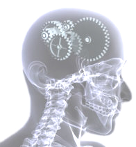 Cerveau